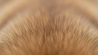 Close-up macro view of natural human hair follicles and scalp showing detailed texture and growth patterns for dermatology and beauty concepts.
