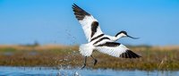 Elegant avocet bird taking flight from wetland water with wings spread and water droplets splashing beneath against clear blue sky in natural habitat.