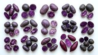 Polished amethyst tumbled stones in various shades of purple, displayed as isolated specimens on white background, suitable for crystal healing, wellness, and mineral collection design projects.