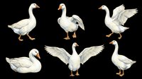 White goose set with six poses isolated on transparent background, ready for stickers, clipart, t-shirt design, print on demand, and sublimation projects.