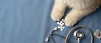 Dog paws with scattered medication pills and stethoscope on blue surface, representing veterinary care, pet health checkup, and animal medicine treatment.