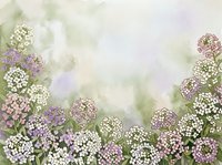 Watercolor alyssum flowers border with soft pastel blooms in pink, purple and white creating dreamy floral frame on textured paper background for spring designs.