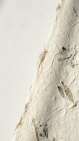 Ancient fossil fish skeleton preserved in limestone sedimentary rock formation showing detailed bone structure and natural history specimen.