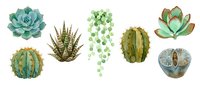 Watercolor illustration of various succulent plants and cacti including echeveria, aloe, string of pearls, and barrel cactus species arranged on white background for botanical design projects.