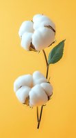 Fluffy white cotton flowers with green leaf on bright yellow background. Natural organic raw cotton plant bolls showing soft fiber texture and botanical detail.