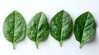 Fresh raw spinach leaves arranged in row on white background, organic healthy greens with detailed texture and veins pattern, isolated for culinary design.