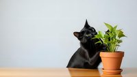 Black Chihuahua puppy sitting next to pothos houseplant in terracotta pot on wooden table against gray wall background for pet care concepts.