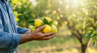 Farmer holding fresh yellow lemons in hands at orchard during harvest season with blurred green foliage background, suitable for agriculture and farming content.