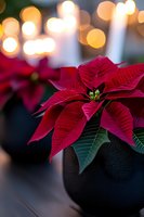 Vibrant red poinsettia flower in black pot against soft bokeh lights background, creating festive holiday atmosphere with dramatic depth of field.