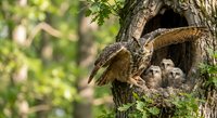Owl family with chicks in tree hollow nest during spring season. Parent bird with spread wings protecting young owlets in natural forest habitat.