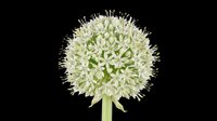 White allium flower in full bloom, isolated on transparent background. Ready for stickers, T-shirt design, print on demand, sublimation, and clipart use.