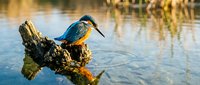 Vibrant blue kingfisher bird perched on weathered log in calm water during golden hour sunset, wildlife photography for nature and birdwatching content.