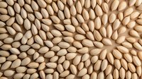 Fresh sunflower seeds arranged in spiral pattern creating natural geometric background texture, macro photography showing organic food details and patterns.