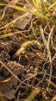 Fuzzy solitary bee emerging from ground burrow nest among dried grass in natural soil habitat during spring season for pollinator conservation concepts.