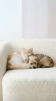 Adorable fluffy kitten and small dog sleeping together on beige sofa in cozy living room. Cute pets friendship and companionship at home interior.