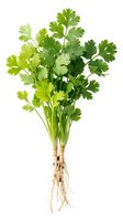 Fresh cilantro bunch with roots isolated on white background for culinary and cooking designs.