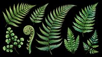 Fern leaves and botanical foliage isolated on transparent background. Ready for clipart, t-shirt design, stickers, sublimation, print-on-demand products and digital crafts.