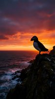 Puffin bird silhouette perched on rocky cliff overlooking ocean during dramatic sunset with vibrant orange and purple sky colors creating scenic coastal landscape.