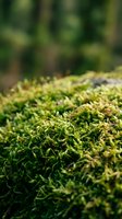 Lush green moss covering forest floor with shallow depth of field and blurred woodland background, suitable for nature and environmental projects.