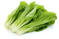 Fresh green romaine lettuce heads with crisp leaves and white stems isolated on white background, ready for food packaging and menu design.