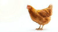 Brown hen chicken standing isolated on white background for poultry farm agriculture design projects and livestock educational materials.