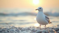 Seagull standing on pebble beach at golden sunset with soft bokeh background and warm sunlight creating peaceful coastal atmosphere.