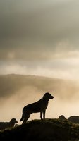 Dog silhouette standing on mountain ridge against dramatic cloudy sky at sunset creating moody atmospheric landscape scene for outdoor adventure themes.