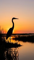 Silhouetted heron standing on marshy shore at golden sunset, reflected in calm wetland water. Wildlife and nature photography for editorial and design use.