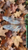 Green dragonfly with iridescent wings resting on autumn leaves background showing detailed wing structure and natural insect behavior in fall season.