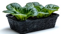 Potted green leafy plant in black woven basket with water droplets, suitable for home decor, gardening, and botanical design projects.