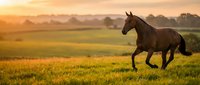 Dark bay horse galloping freely across golden meadow at sunset with warm light illuminating rural countryside landscape in background.