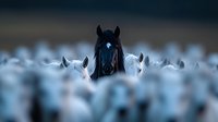 Dark horse standing out among white horses in misty atmospheric scene, creating dramatic contrast for wildlife and equestrian photography.