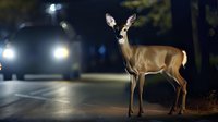 Young deer standing on dark road at night with approaching car headlights creating dramatic wildlife encounter scene, highlighting dangers of nocturnal animal crossings.