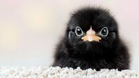 Adorable black baby chick with big eyes and orange beak looking directly at camera against soft pink background, close-up portrait showing fluffy feathers and innocent expression.