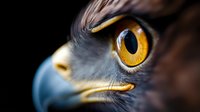 Close-up macro shot of owl eye with striking golden amber iris and detailed feathers, showcasing natural wildlife beauty and intricate bird anatomy details.