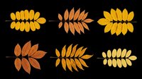 Autumn feather-shaped leaves in warm golden, orange, and brown tones arranged in six botanical sprigs. Isolated on transparent background, ready for clipart, t-shirt design, stickers, and print-on-demand projects.