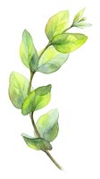Watercolor botanical illustration of fresh green leafy branch with translucent foliage on white background, isolated for design and print use.