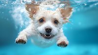 White terrier dog swimming underwater with happy expression, visible paws extended forward, surrounded by bubbles and rippling water against turquoise blue background.
