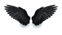 Black angel wings spread wide on white background, isolated feathered wings for fantasy design, gothic art, spiritual concepts, tattoo inspiration.