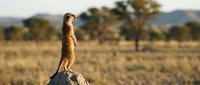 Meerkat standing alert on rock in African savanna landscape during golden hour sunset with acacia trees in background for wildlife photography and nature content.