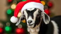 Adorable baby goat wearing Santa hat with Christmas tree lights bokeh background for holiday greeting cards and festive seasonal decorations.