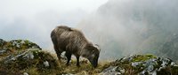 Brown yak grazing on misty mountain ridge with moss-covered rocks in foggy highland landscape for outdoor adventure and livestock farming concepts.
