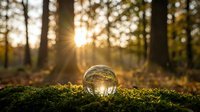 Crystal ball on moss in forest with golden sunlight streaming through trees creating magical atmosphere for meditation and spiritual concepts.