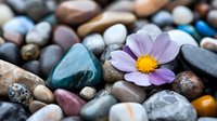 Purple cosmos flower blooming among smooth river rocks and polished stones creating peaceful zen garden meditation space for wellness and mindfulness practices.