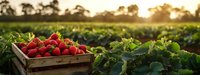Fresh ripe strawberries in wooden crate at sunset on farm field, panoramic view of organic berry harvest with green leaves and golden sunlight.