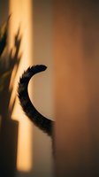 Cat tail silhouette with warm golden light creating dramatic shadows on wall. Feline pet in cozy home interior with soft lighting atmosphere.