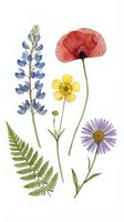 Watercolor botanical illustration featuring blue lupine, red poppy, yellow buttercup, purple daisy, and green fern leaf isolated on white background for design projects.
