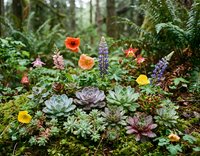 Colorful succulent garden arrangement with wildflowers in natural forest setting surrounded by ferns and moss for landscaping and botanical design projects.