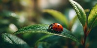 Red ladybug resting on vibrant green leaf with water droplets, creating natural bokeh background. Perfect for environmental or gardening concepts.