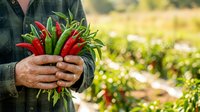 Farmer holding fresh red and green chili peppers in hands at harvest time in agricultural field with blurred background.